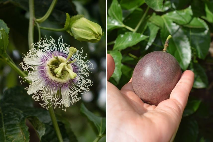 passiflore edulis, fruit de la passion, maracuja