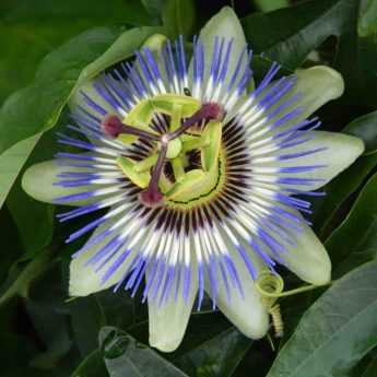 Tisane de Passiflore Bio - Passiflora incarnata - Plante coupée en