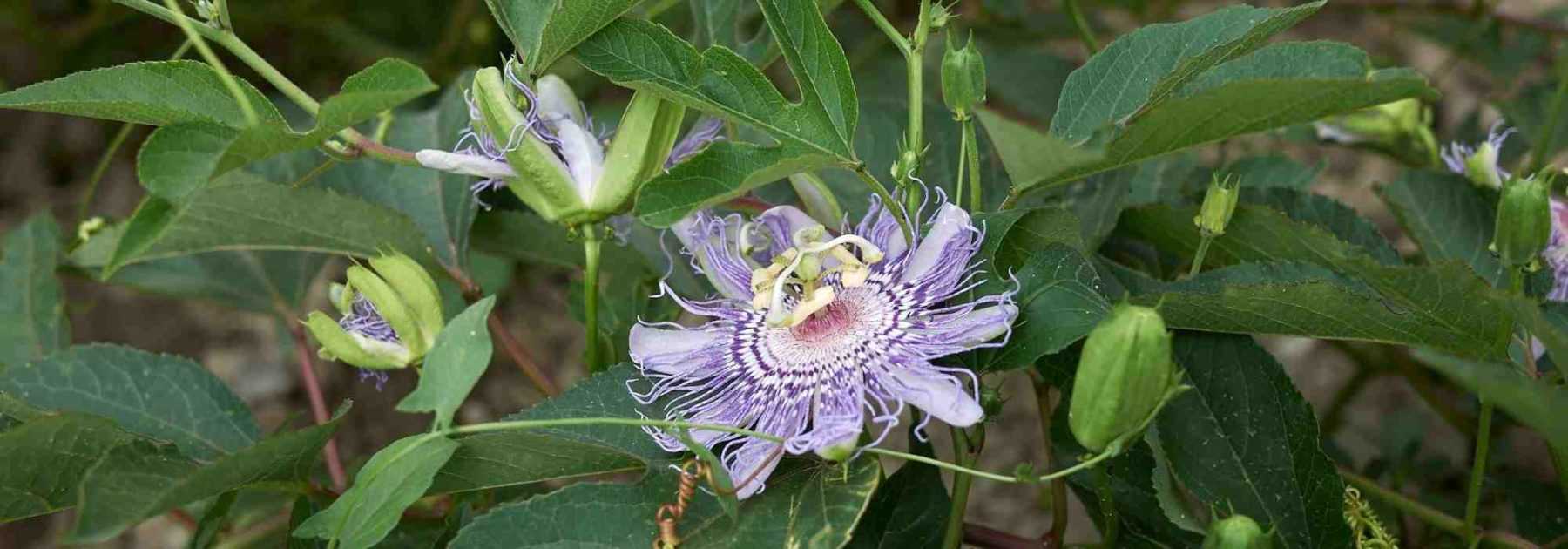 Tisane de Passiflore Bio - Passiflora incarnata - partie aérienne