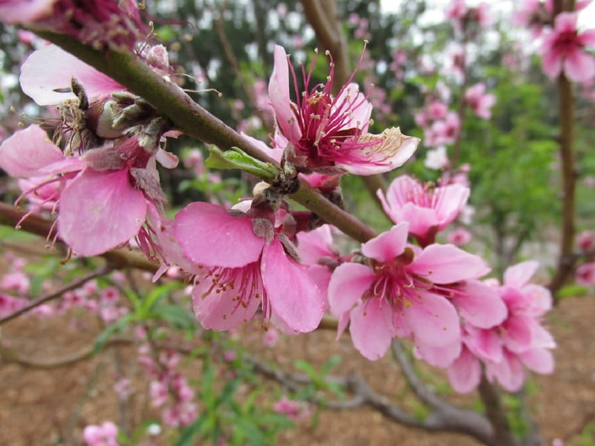 prunus persica - pêcher 