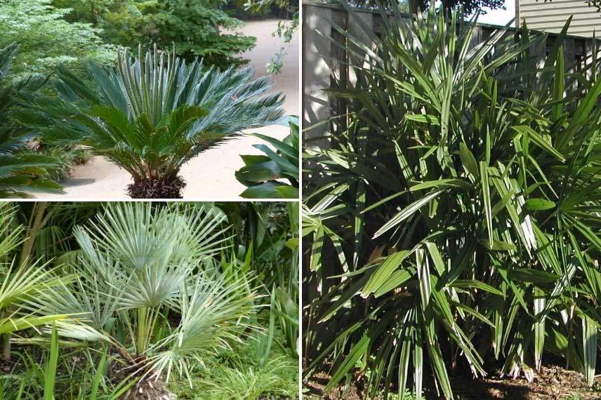 Différentes variétés de palmiers nains