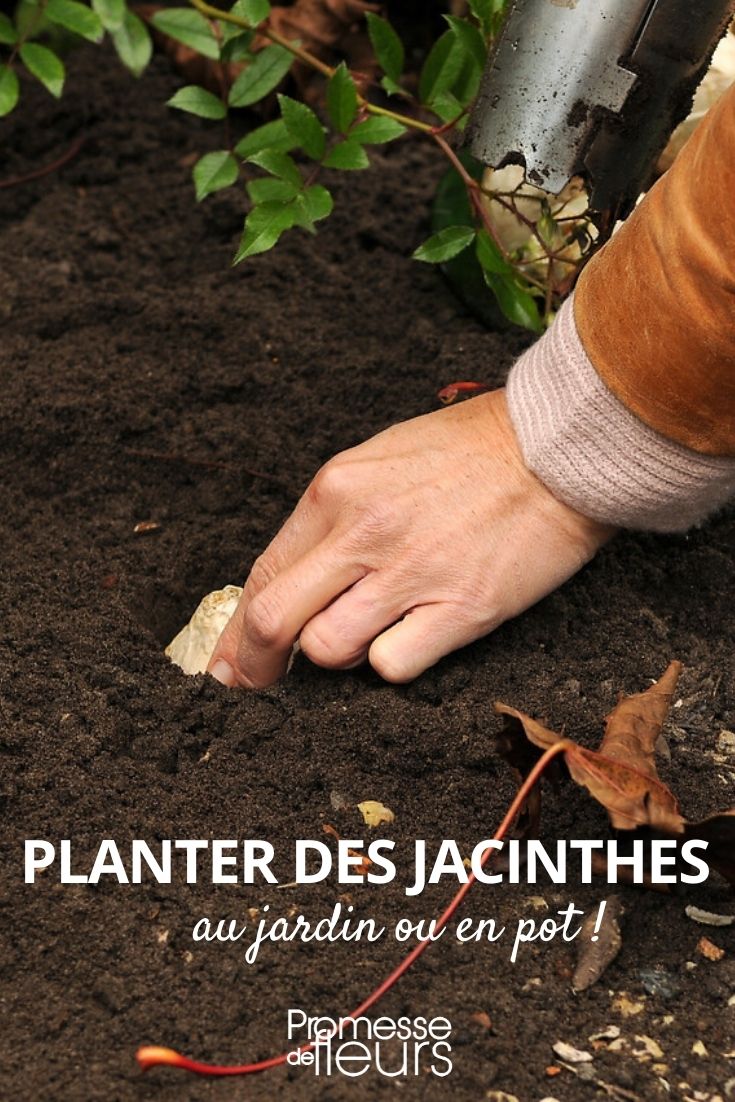 planter jacinthes