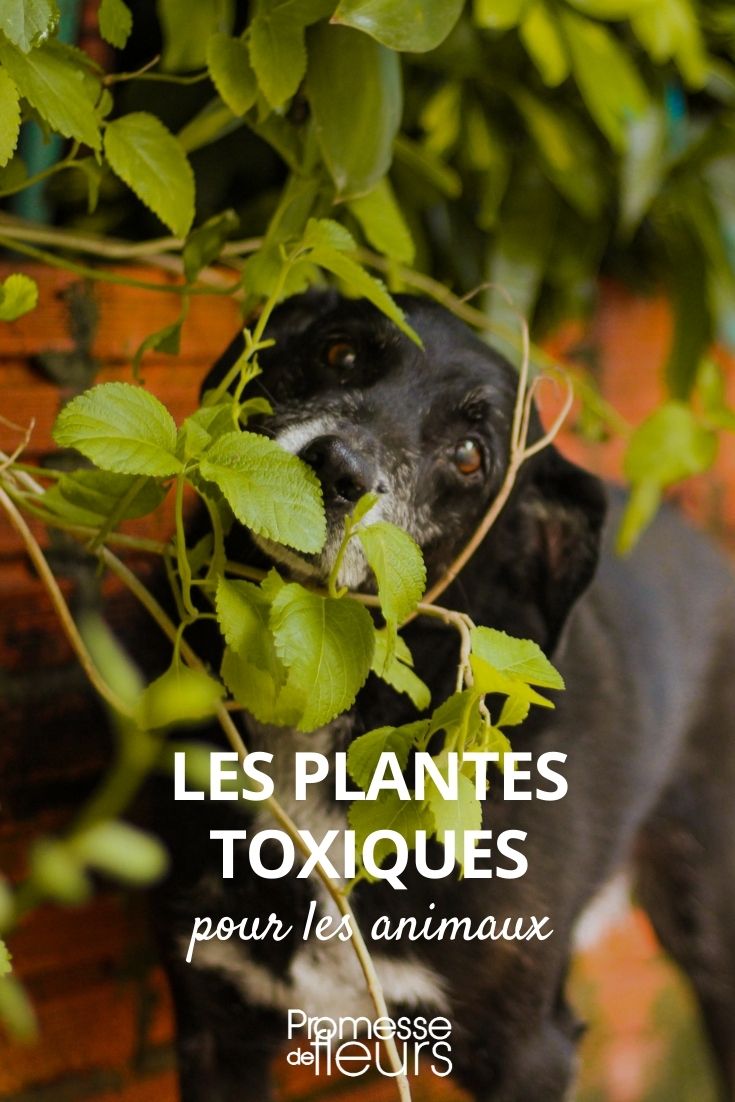 plantes toxiques animaux
