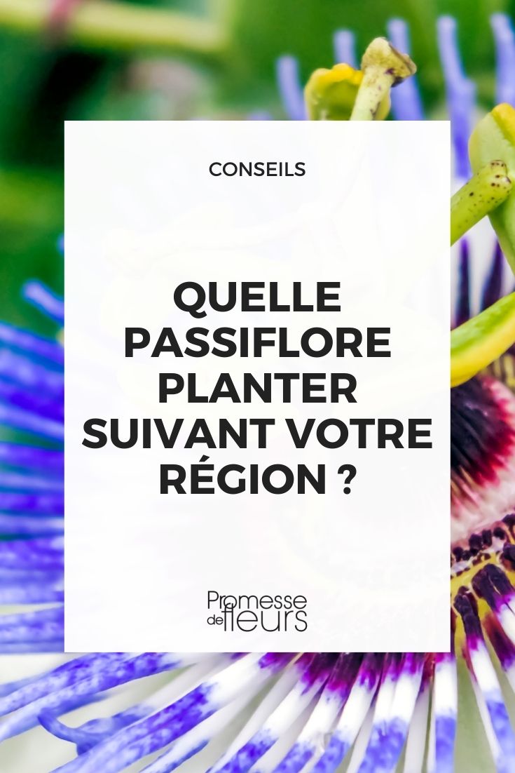 quelle passiflore planter