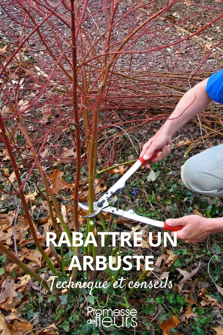 rabattre un arbuste