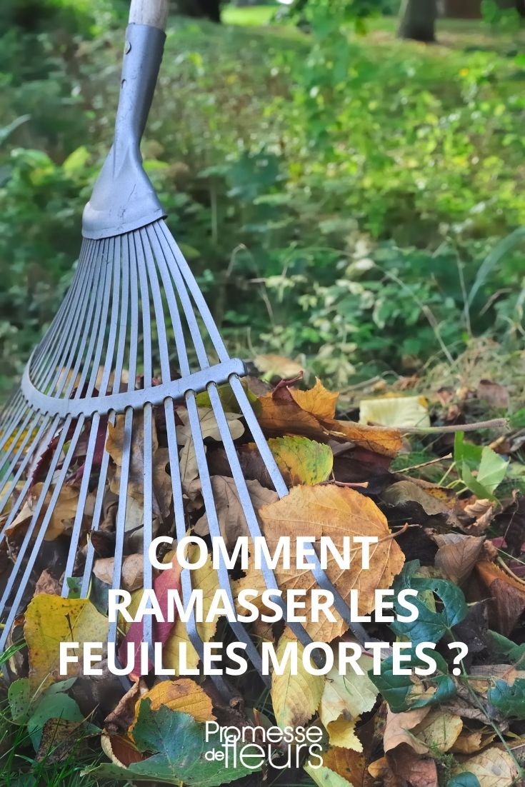 Outils pour ramasser les feuilles mortes au jardin - Truffaut 