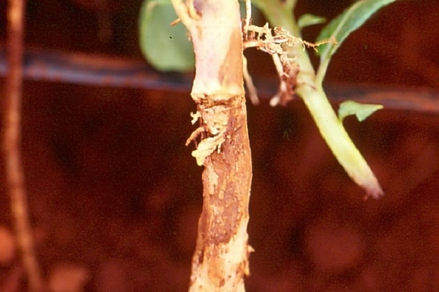 rhizoctone pomme de terre