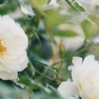 7 rosiers anglais David Austin à fleurs blanches