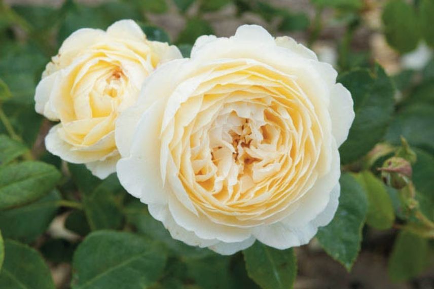 rosier anglais ancien à floraison blanche, roses blanches très parfumées