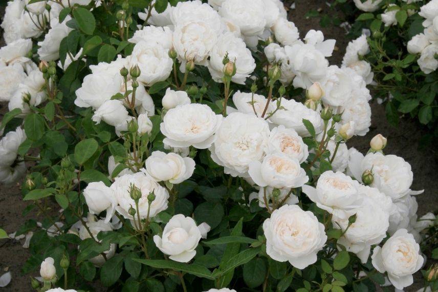 rosier anglais ancien à floraison blanche, roses blanches