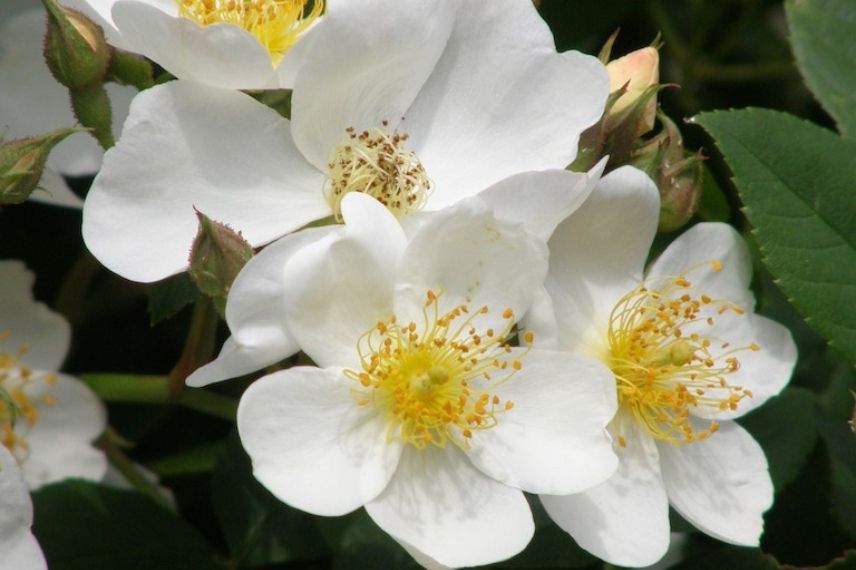 rosier anglais à fleur d'églantine blanche, roses blanches