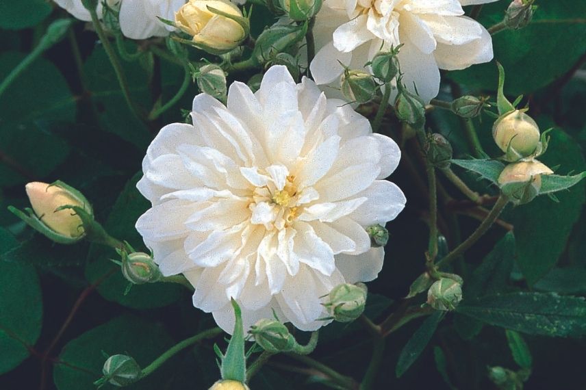 rosier anglais à floraison blanche, roses blanches ébouriffées