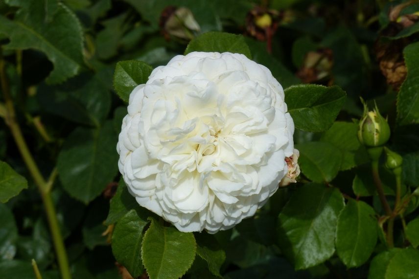 rosier anglais à floraison blanche, roses doubles blanches