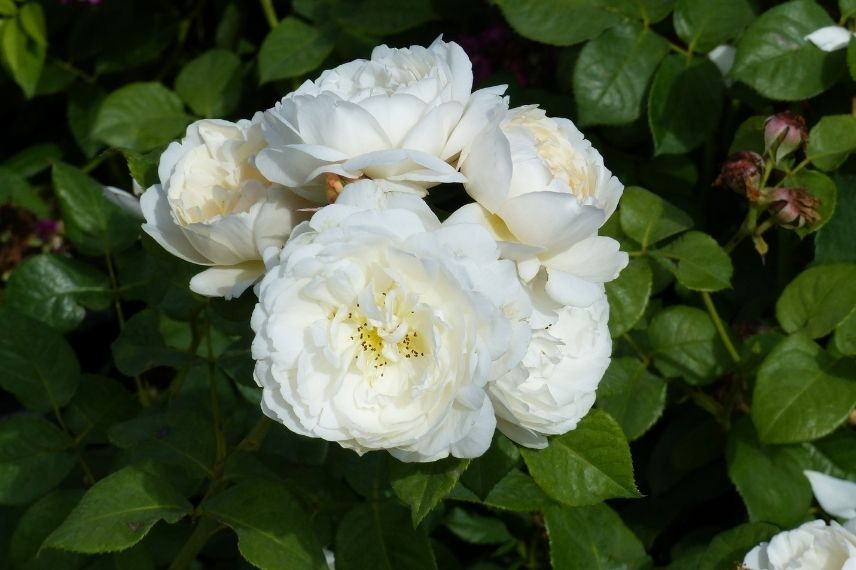 rosier anglais à floraison blanche, roses blanches
