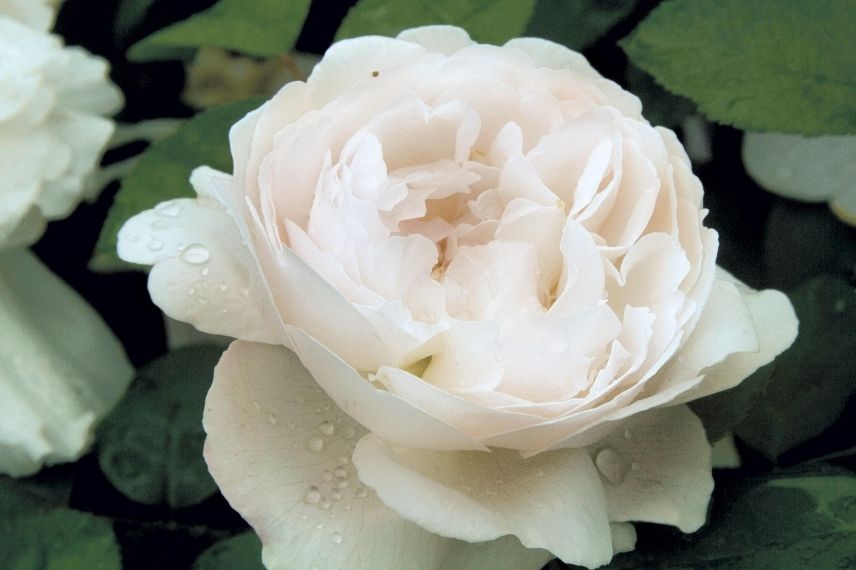 rosier anglais à floraison blanche, grandes roses blanches