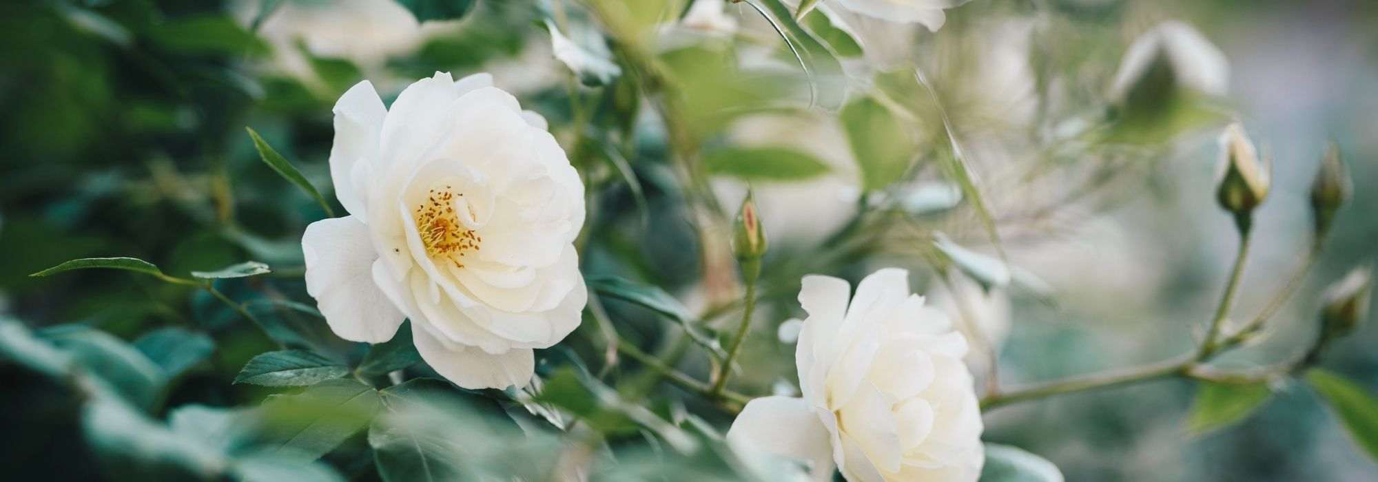 7 rosiers anglais David Austin à fleurs blanches
