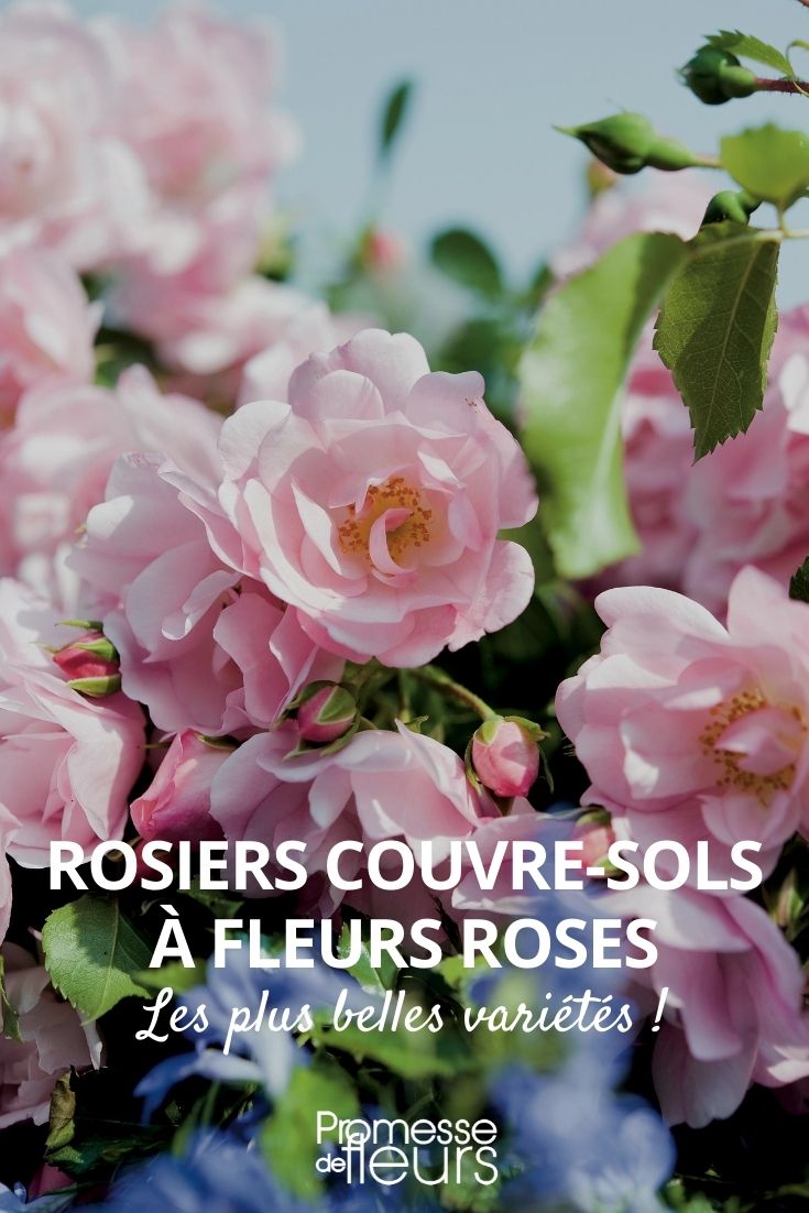 rosier couvre-sols à floraison rose