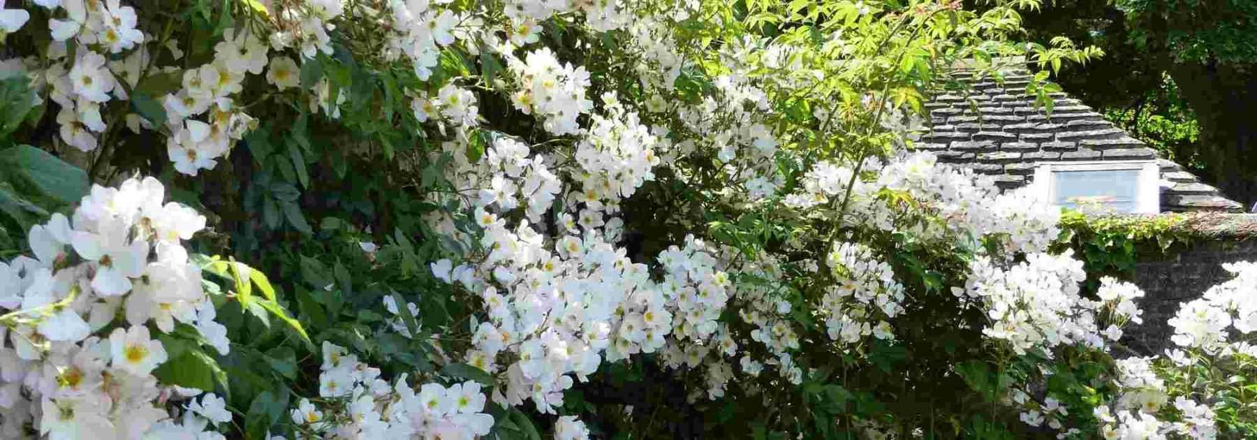 7 rosiers pour jardin ombragé