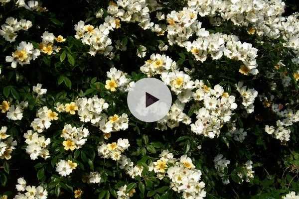 Les rosiers lianes : Une avalanche de roses