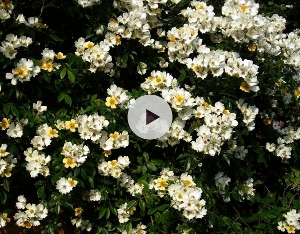 Les rosiers lianes : Une avalanche de roses