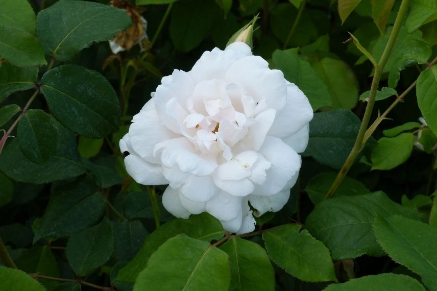 rosier grimpant sans épines pour jardin d'ombre