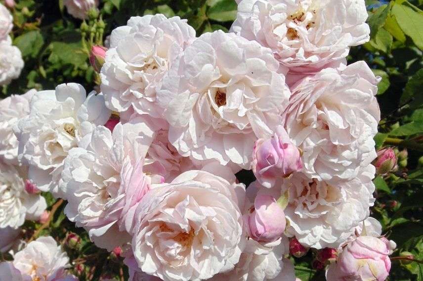 rosier grimpant parfumé pour jardin à l'ombre