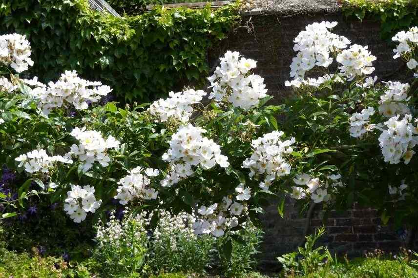 rosier liane blanc pour jardin d'ombre