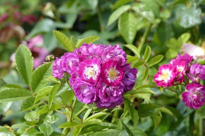 petit rosier grimpant hybride pour jardin ombragé