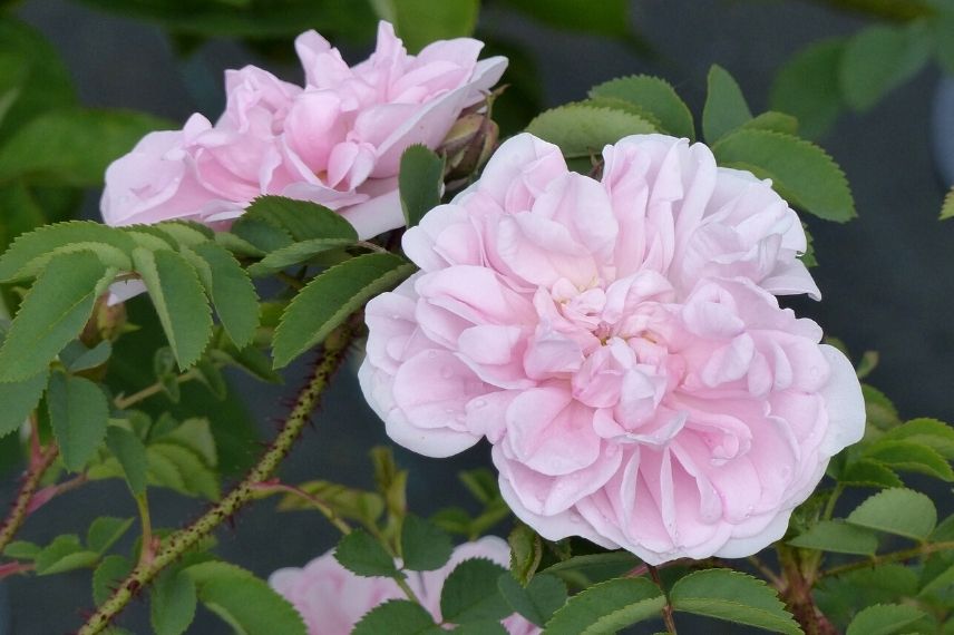 rosier buisson ancier pour jardin ombragé