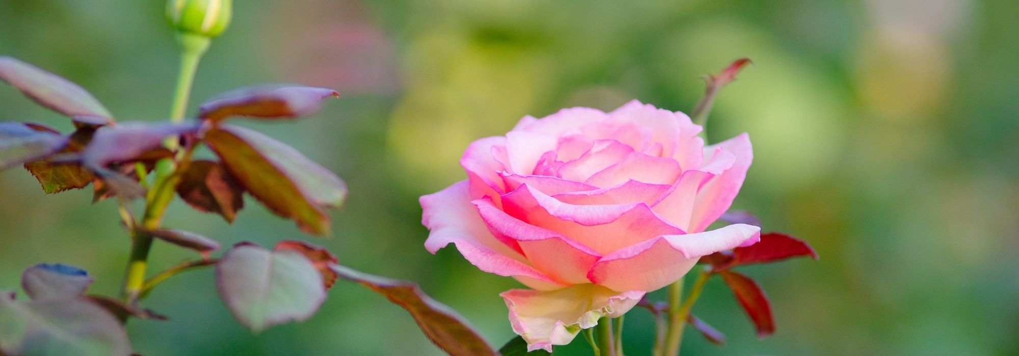 Pourquoi les rosiers sont-ils greffés ?