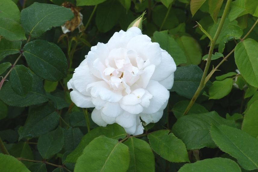 rosier blanc non piquant, rose sans épines