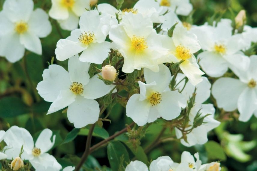 rosier non piquant, rose blanche sans épines