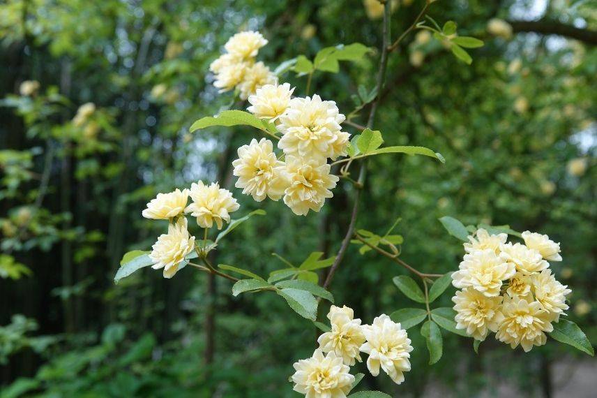 rosier liane jaune non piquant, rose sans épines