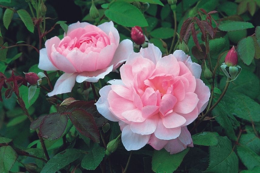 rosier parfumé non piquant, rose sans épines