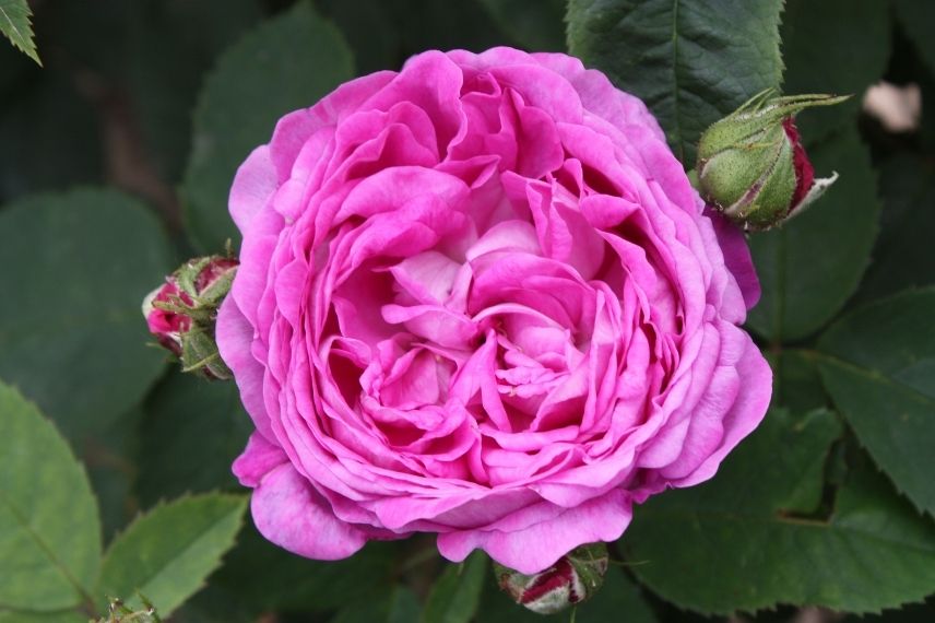 rosier non piquant, rose double sans épines