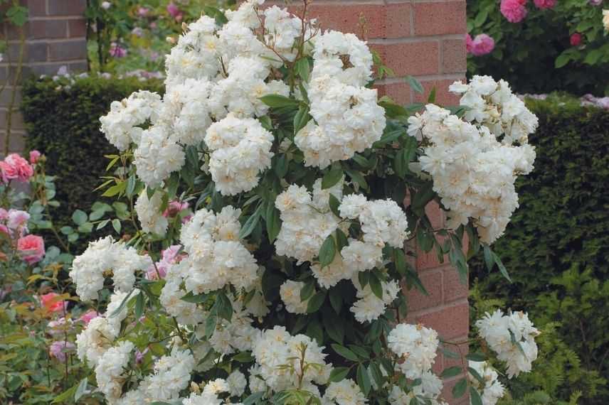 rosier grimpant non piquant, rose sans épines