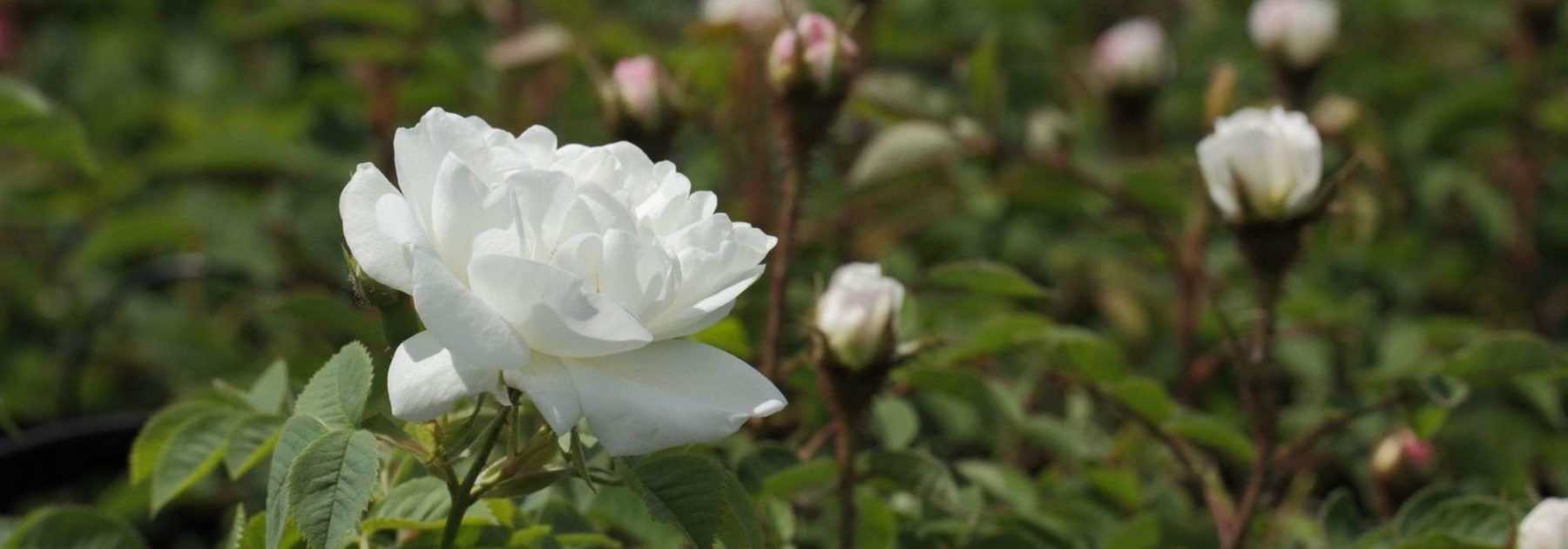 8 rosiers grimpants à fleurs blanches