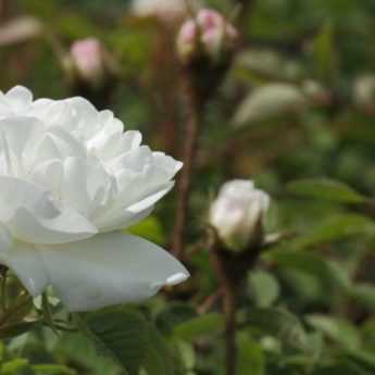 8 rosiers grimpants à fleurs blanches