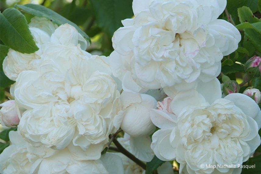 rosier liane blanc, rose blanche