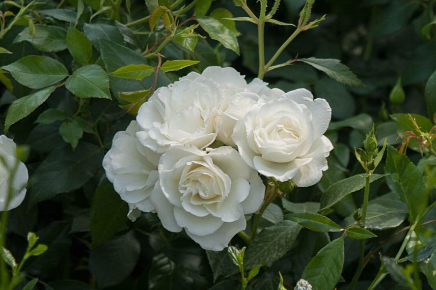 rosier grimpant blanc pur, rose blanche