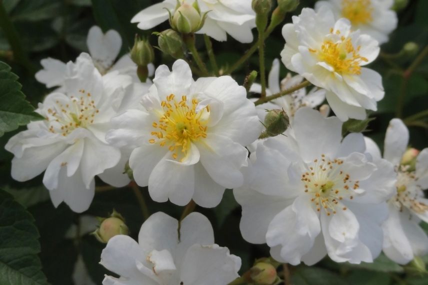 rosier grimpant blanc, rose simple blanche