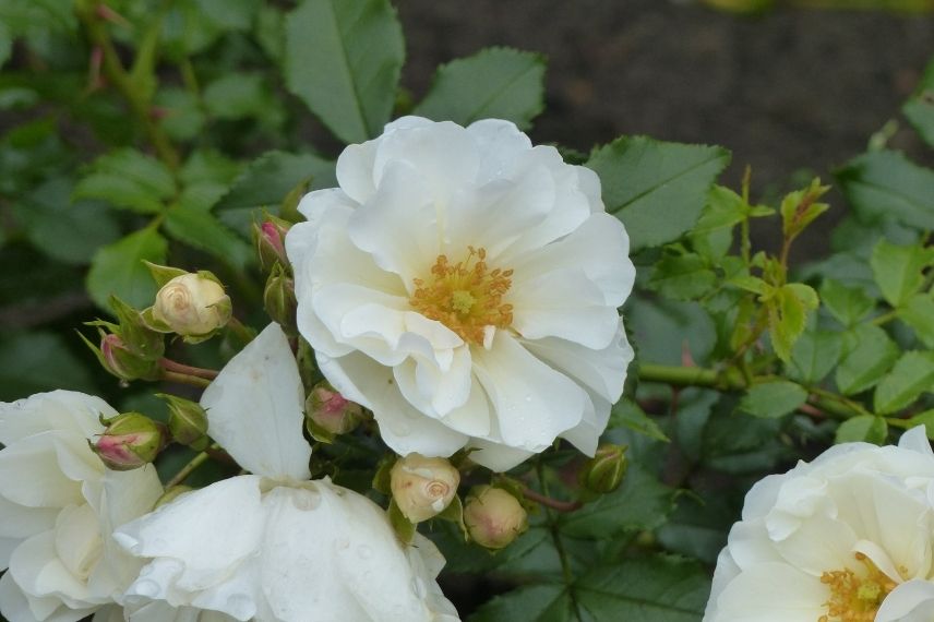 rosier grimpant blanc, rose semi-double blanche