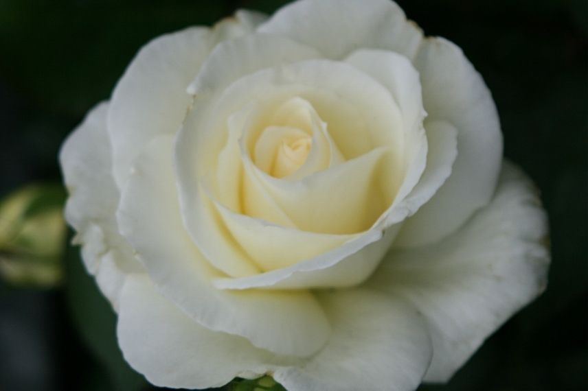 rosier grimpant blanc longue floraison, rose blanche