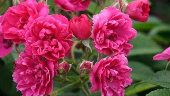 9 rosiers anciens à fleurs roses