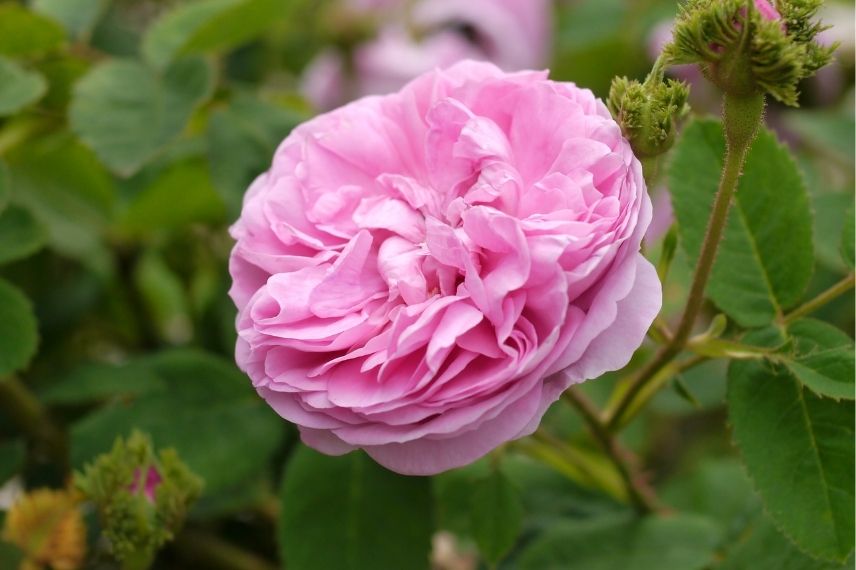 rosier centfeuille à crête, rosier ancien à fleurs parfumées roses