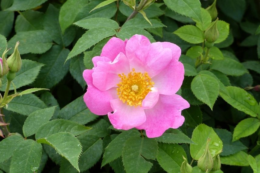 rosier ancien à fleurs d'églantine roses