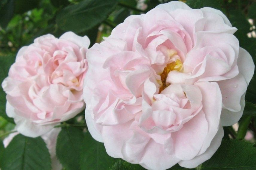 rosier ancien à fleurs rose pâle couleur chair