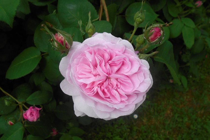 rosier ancien centfeuilles à fleurs rose, rosier chou