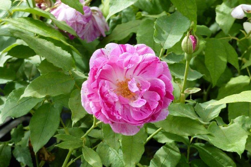 rosier ancien à fleurs roses panachées