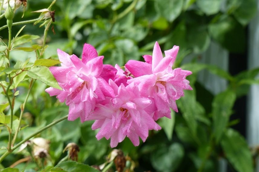 plus ancien rosier à fleurs semi-doubles roses